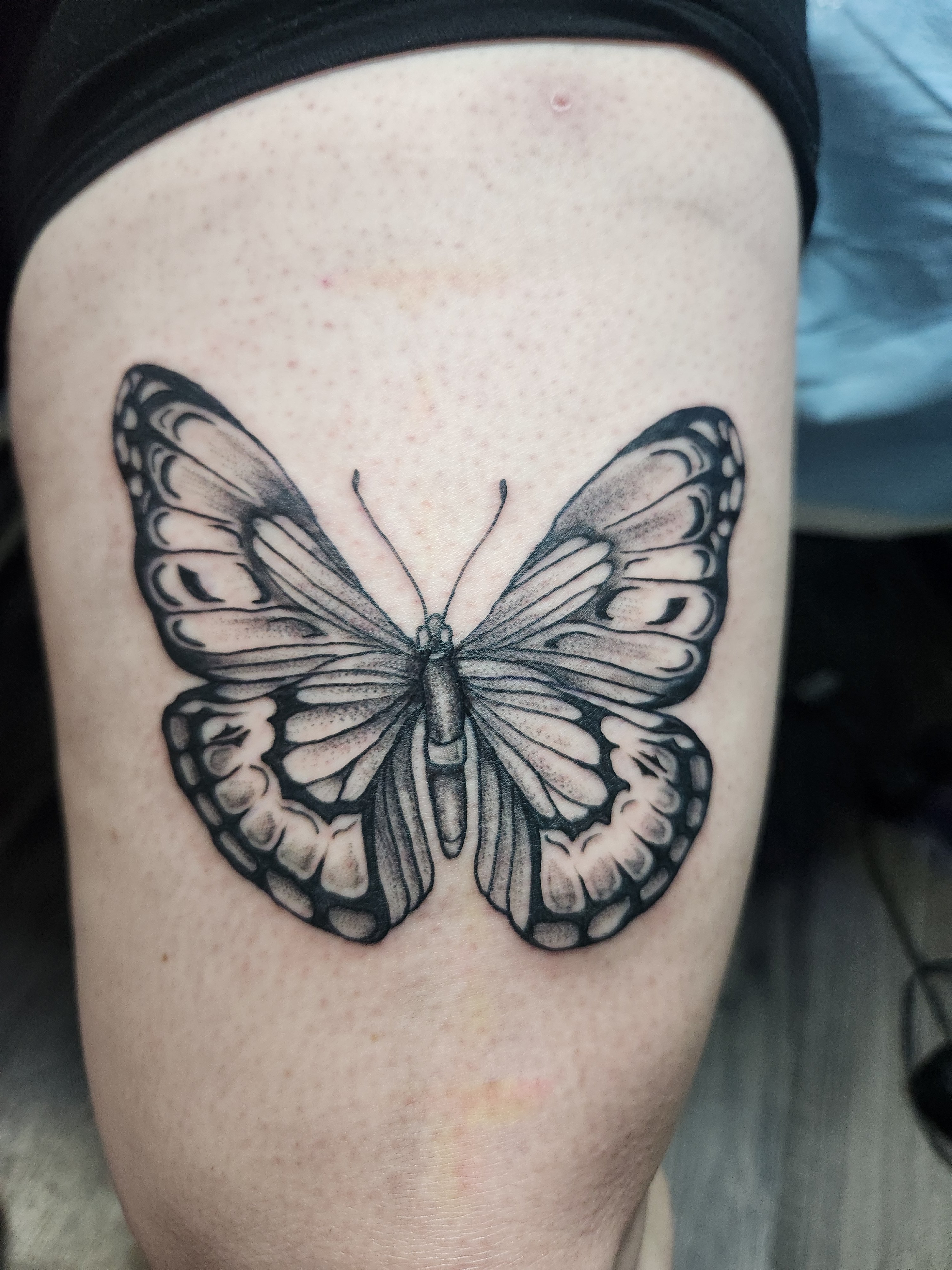 Butterfly