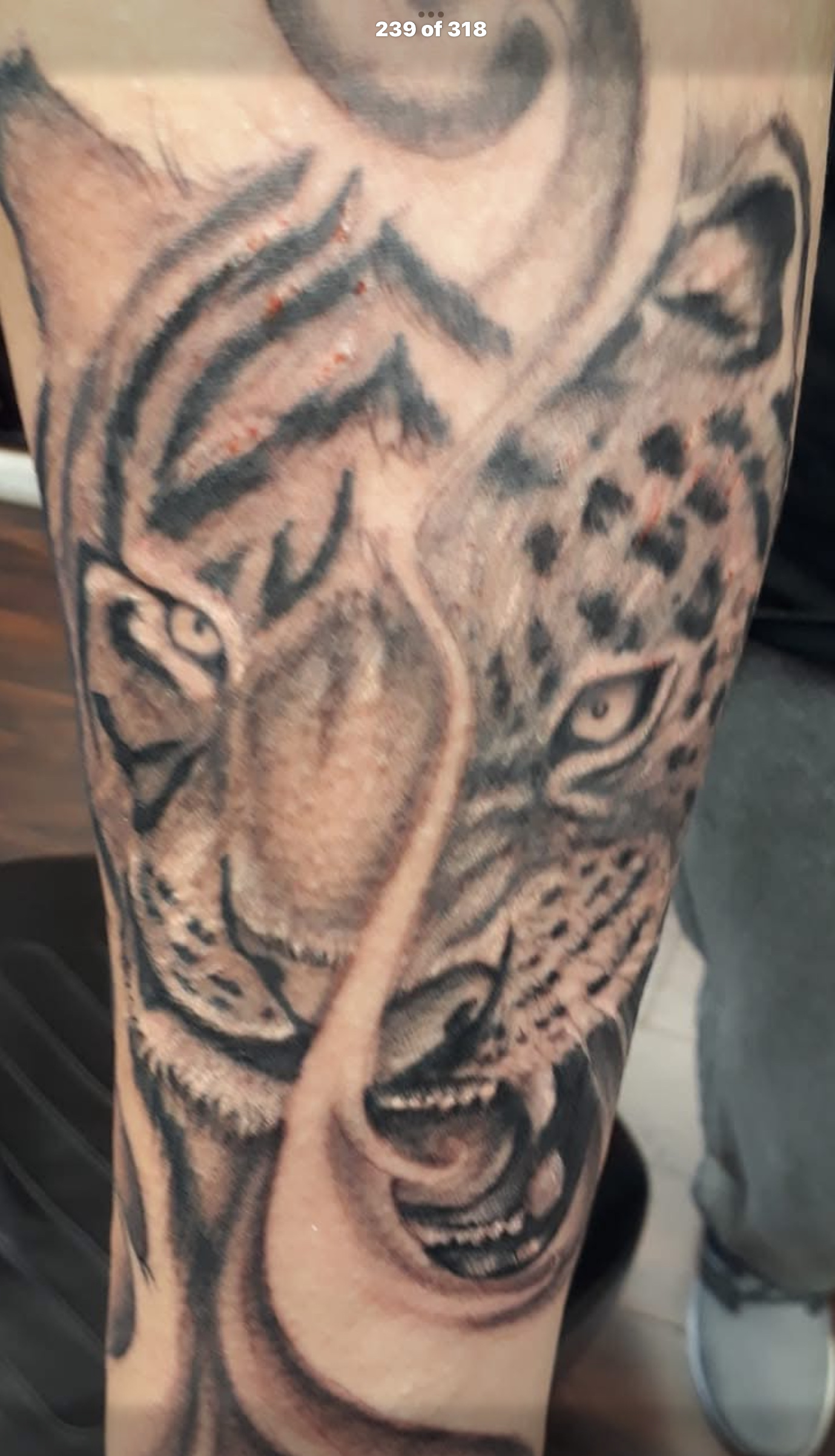 Black and gray leopard and tiger faces