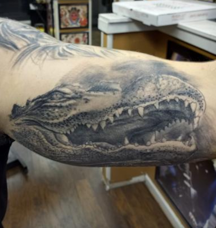 Black and gray alligator